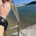 恩納村泊の沖縄たびにてキス釣り（その3）